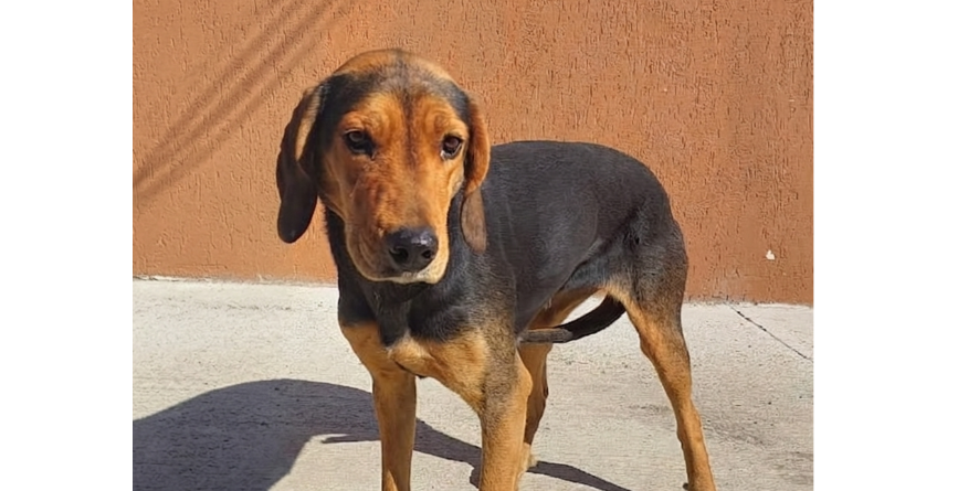 დაკარგული მეტისი თავშესაფარშია