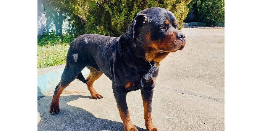 დაკარგული როტვეილერი ან როტვეილერის მეტისი თავშესაფარშია