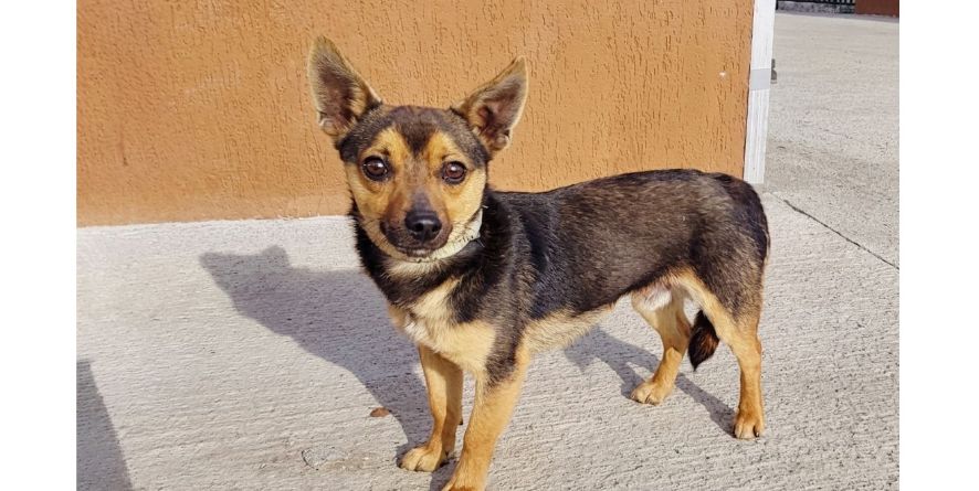 დაკარგული მეტისი თავშესაფარშია