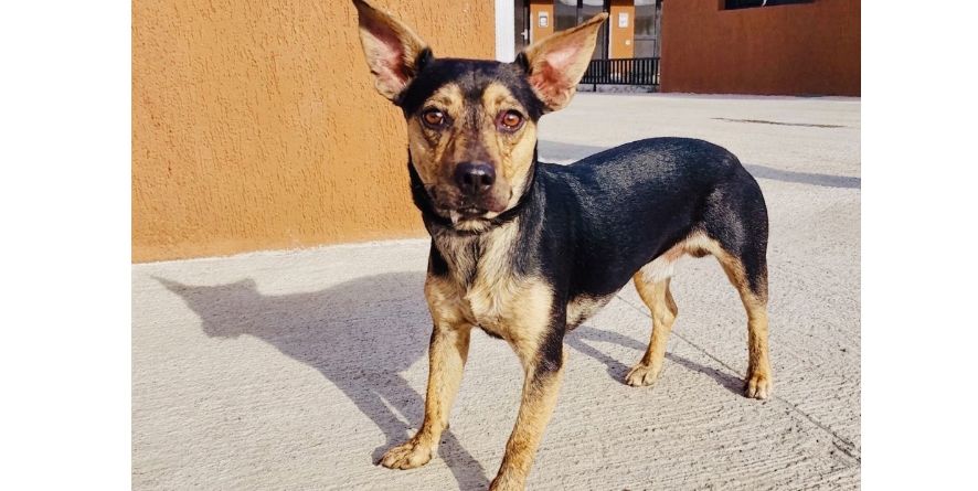 დაკარგული მეტისი თავშესაფარშია