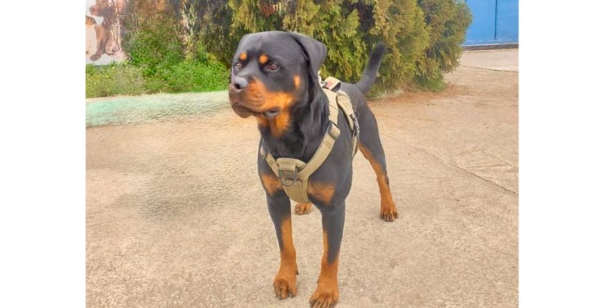 დაკარგული როტვეილერი ან როტვეილერის მეტისი თავშესაფარშია