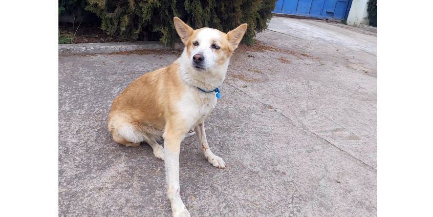 დაკარგული მეტისი თავშესაფარშია