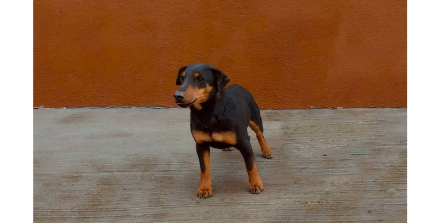 დაკარგული იაგდ ტერიერის მეტისი თავშესაფარშია