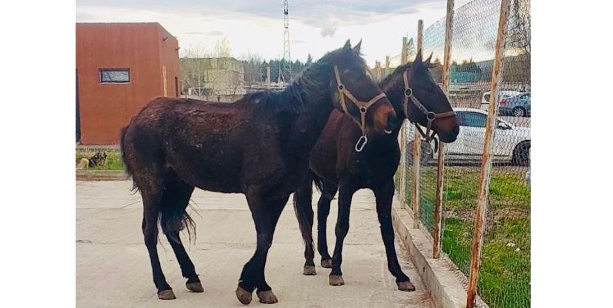 ორი დაკარგული ცხენი თავშესაფარშია