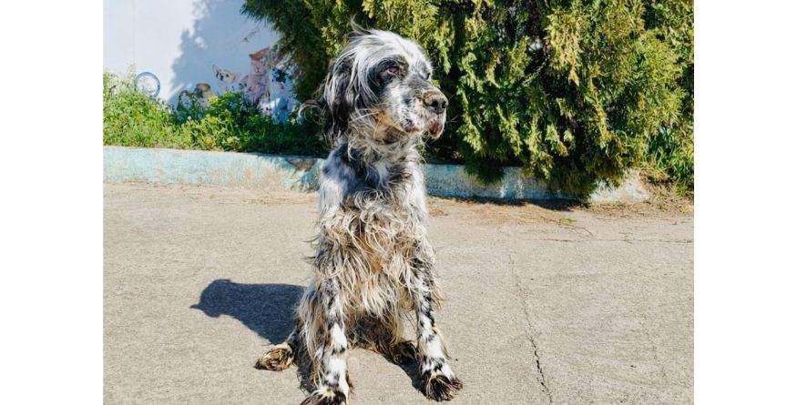 დაკარგული სეტერი ან სეტერის მეტისი თავშესაფარშია