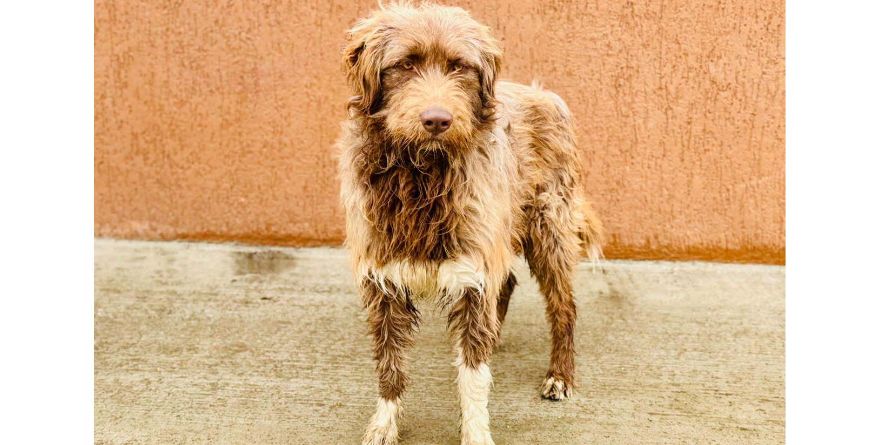 დაკარგული დრათჰაარის მეტისი თავშესაფარშია