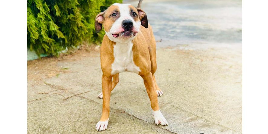 დაკარგული პიტ ბულის მეტისი თავშესაფარშია