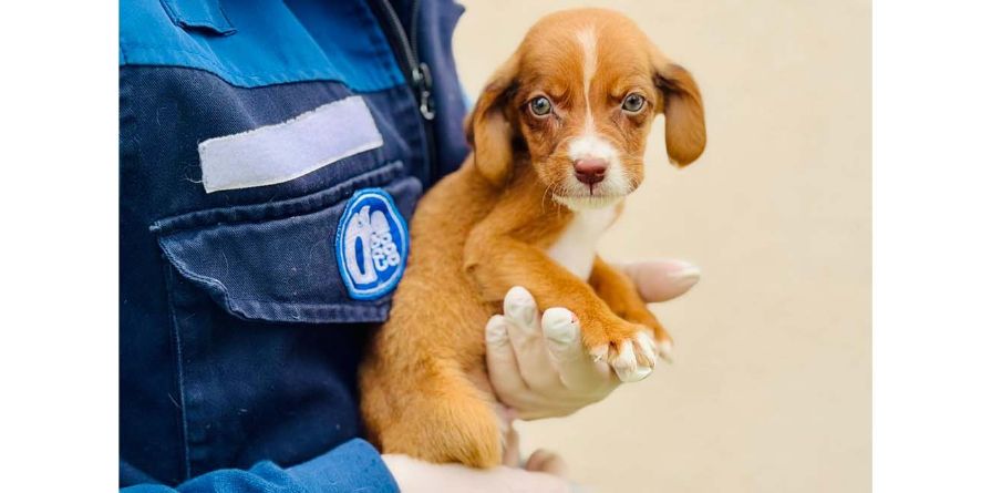 თავშესაფრიდან ჩუქდება სამი მეტისი ლეკვი