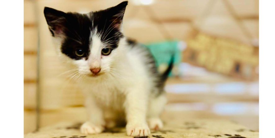 თავშესაფრიდან ჩუქდება კნუტი