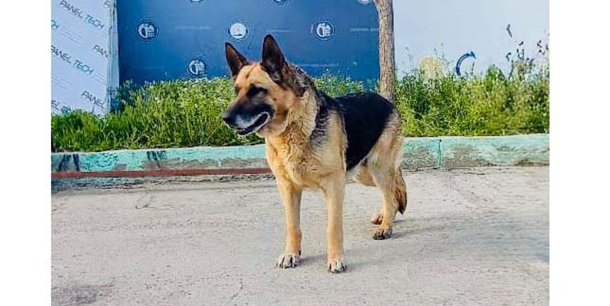 დაკარგული გერმანული ნაგაზი ან გერმანული ნაგაზის მეტისი თავშესაფარშია