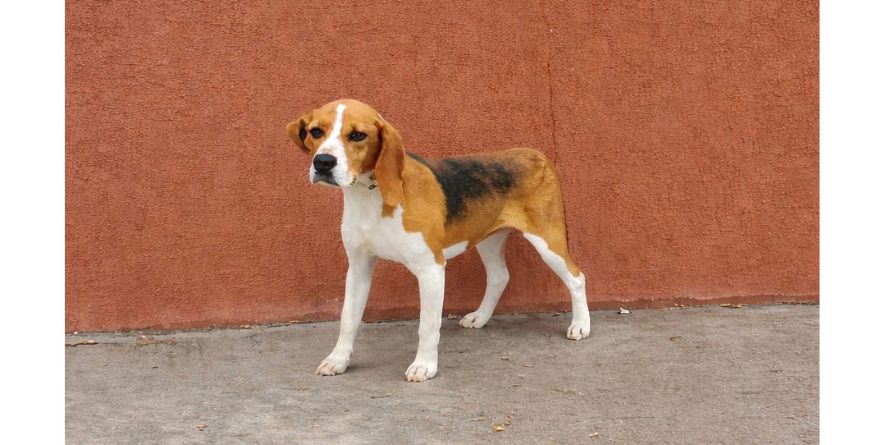 დაკარგული ბიგლის მეტისი თავშესაფარშია