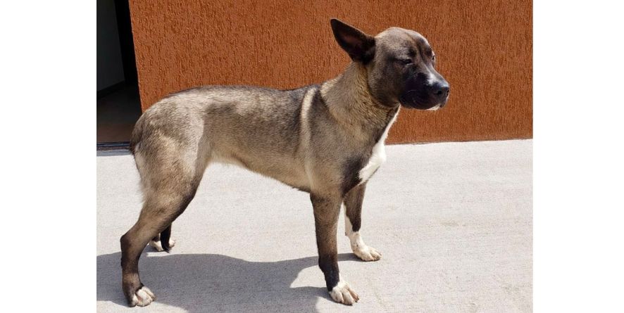 დაკარგული აკიტას მეტისი თავშესაფარშია