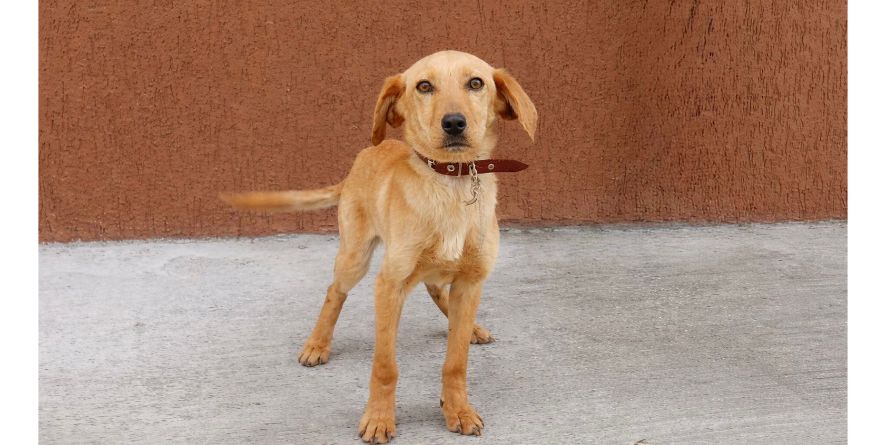 დაკარგული მეტისი თავშესაფარშია