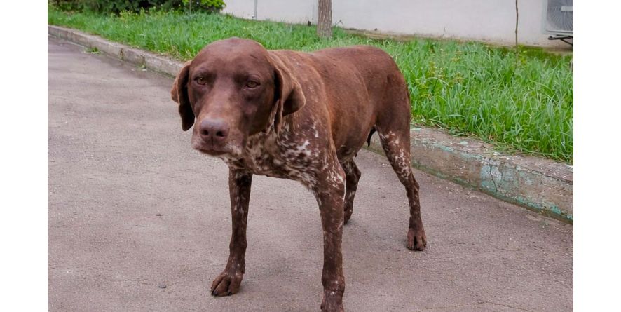 დაკარგული კურცჰაარი თავშესაფარშია