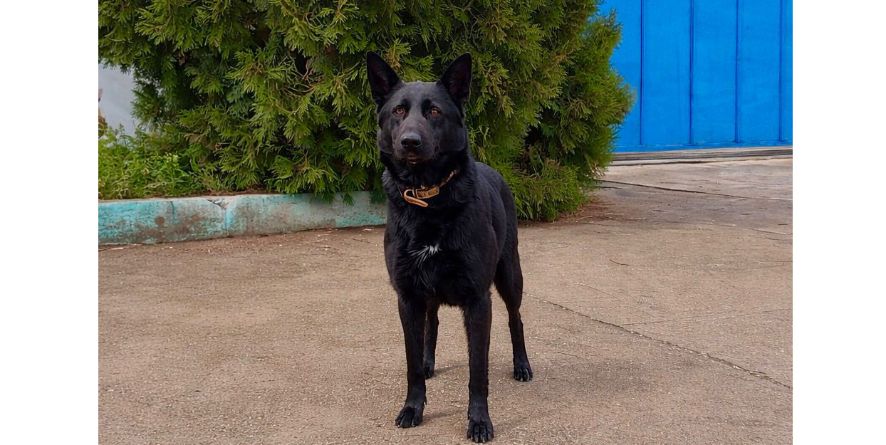 დაკარგული გერმანული ნაგაზის მეტისი თავშესაფარშია