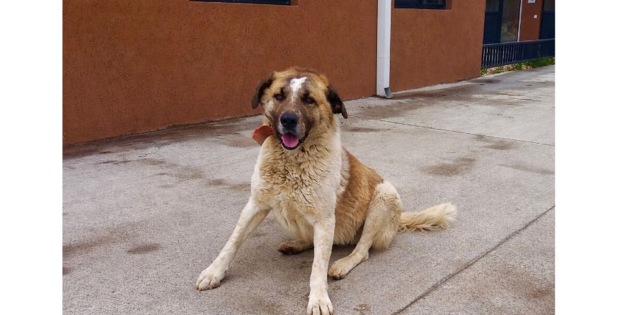 დაკარგული მეტისი თავშესაფარშია