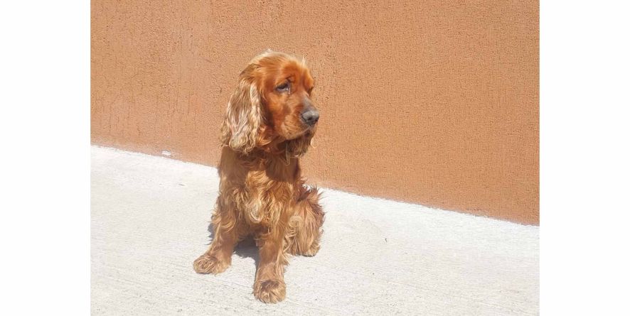 დაკარგული კოკერის მეტისი თავშესაფარშია