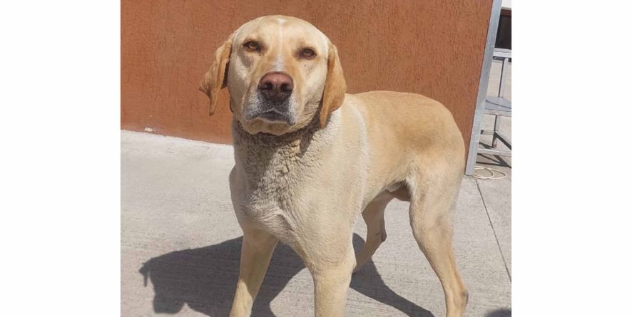 დაკარუგლი მეტისი თავშესაფარშია