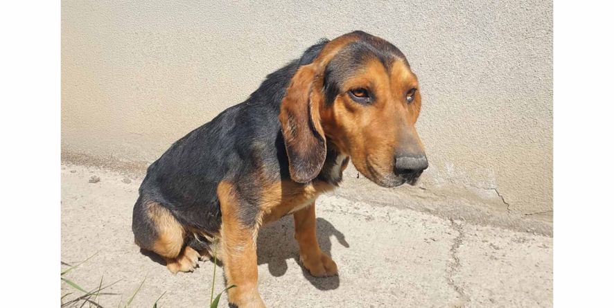 დაკარგული მონადირის მეტისი თავშესაფარშია