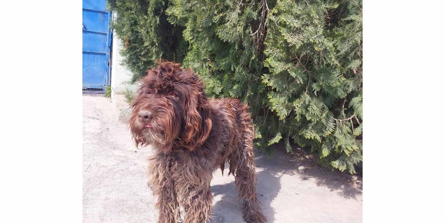 დაკარგული დრათჰაარის მეტისი თავშესაფარშია