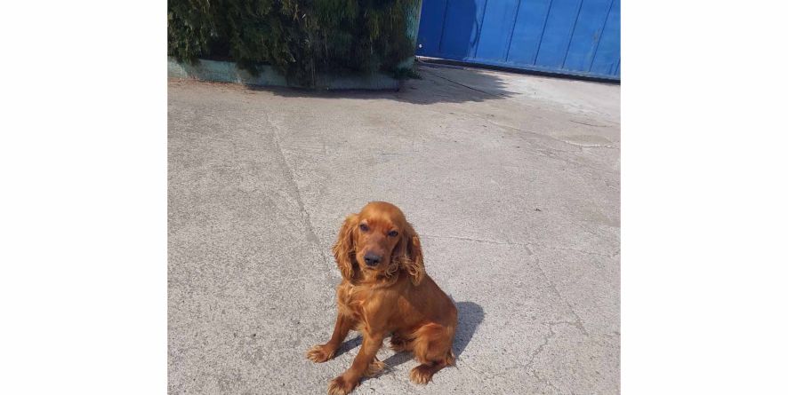 დაკარგული კოკერის მეტისი თავშესაფარშია