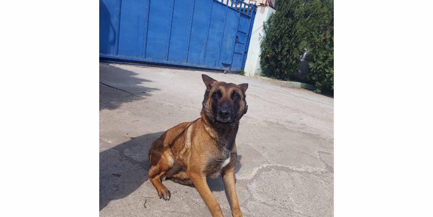 დაკარგული მოლინუას მეტისი თავშესაფარშია