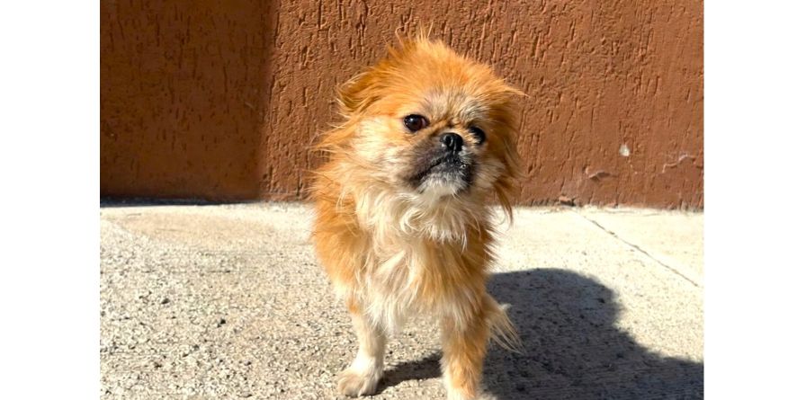 დაკარგული პეკინესი ან პეკინესის მეტისი თავშესაფარშია