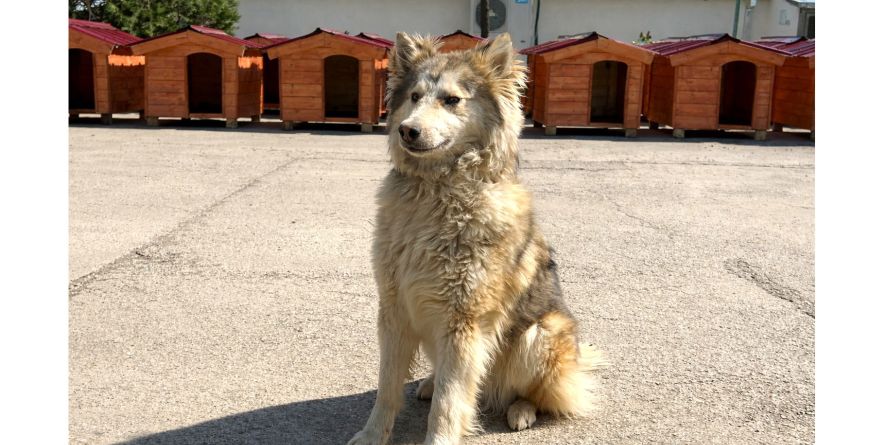 დაკარგული ჰასკი ან ჰასკის მეტისი თავშესაფარშია