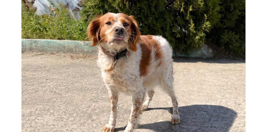 დაკარგული ეპანიოლ ბრეტონი ან ეპანიოლ ბრეტონის მეტისი თავშესაფარშია