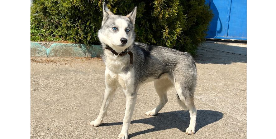 დაკარგული ჰასკი ან ჰასკის მეტისი თავშესაფარშია