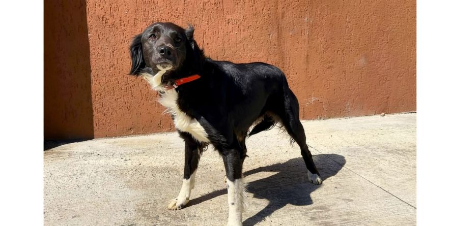 დაკარგული მეტისი თავშესაფარშია