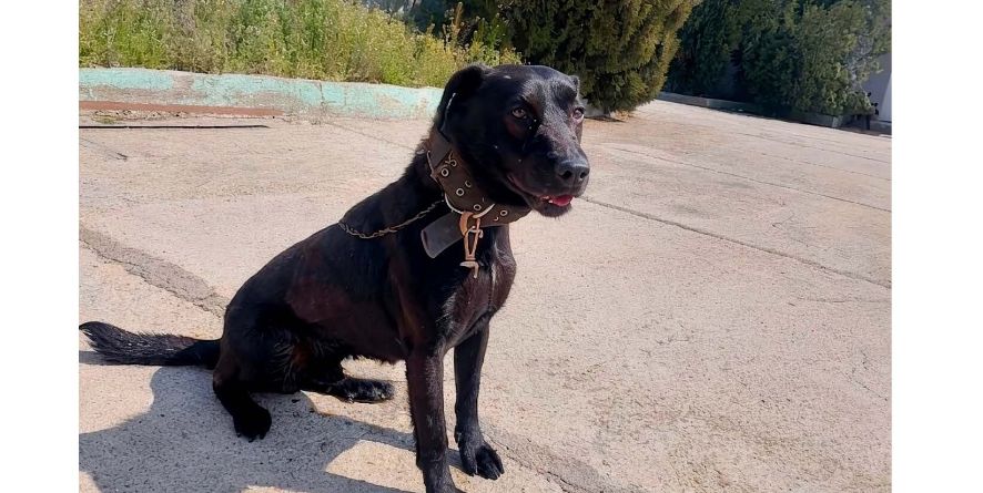 დაკარგული მეტისი თავშესაფარშია