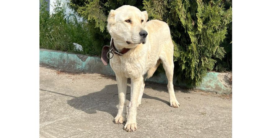 დაკარგული ნაგაზი ან ნაგაზის მეტისი თავშესაფარშია