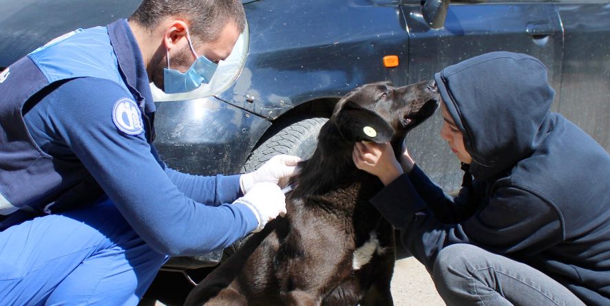 მიუსაფარი ცხოველების ანტირაბიულ ( ცოფის საწინაარღდეგო) ვაქცინაცია