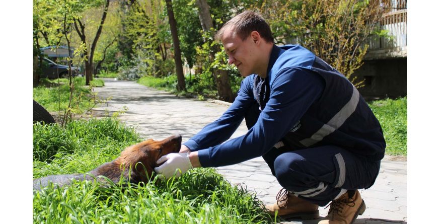 მიუსაფარი ძაღლებისთვის ხის სახლები დადგმა გრძელდება