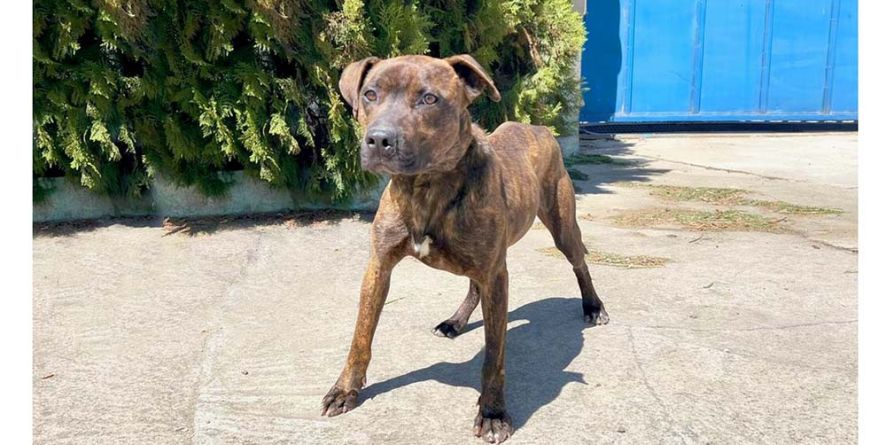 დაკარგული პიტ ბულის მეტისი თავშესაფარშია