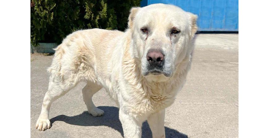 დაკარგული ნაგაზი ან ნაგაზის მეტისი თავშესაფარშია