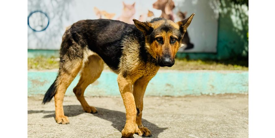 დაკარგული გერმანული ნაგაზის მეტისი თავშესაფარშია