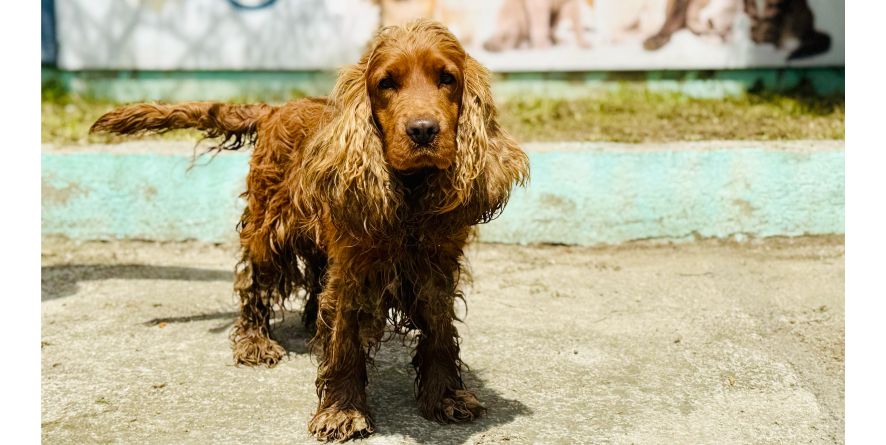 დაკარგული კოკერ სპანიელი ან კოკერ სპანიელის მეტისი თავშესაფარშია