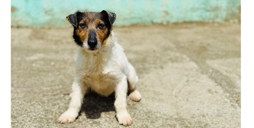 თავშესაფრიდან ჩუქდება ჯეკ რასელი ან ჯეკ რასელის მეტისი