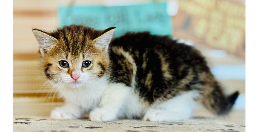 თავშესაფრიდან ჩუქდება სამი კნუტი