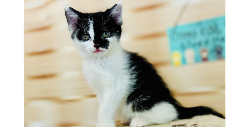 თავშესაფრიდან ჩუქდება კნუტი