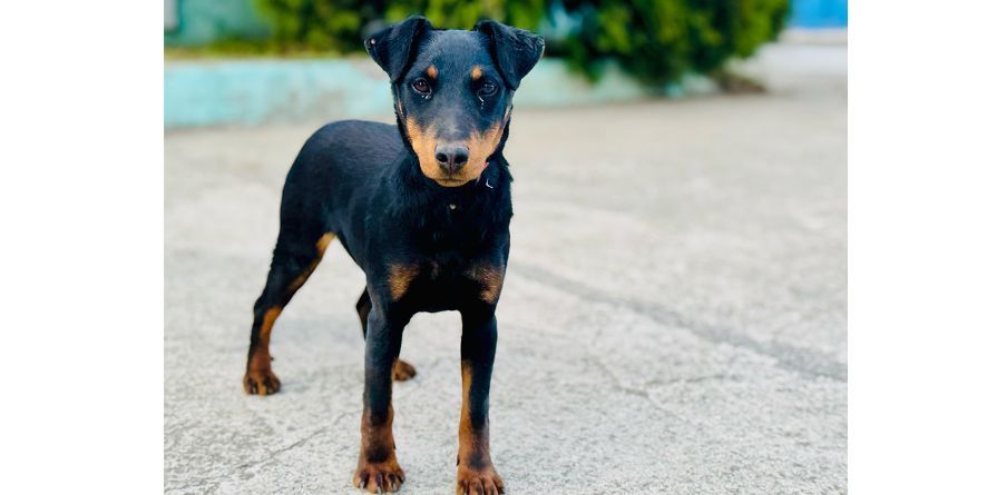 დაკარგული იაგდ ტერიერი ან იაგდ ტერიერის მეტისი თავშესაფარშია