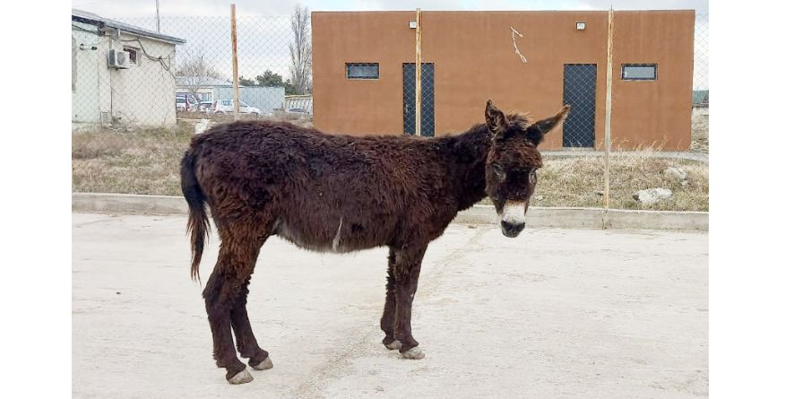 მუნიციპალურ თავშესაფარში გადაყვანილი ორი სახედრის რეალიზაცია აუქციონის ფორმით