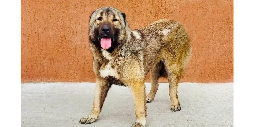 დაკარგული ნაგაზის მეტისი თავშესაფარშია