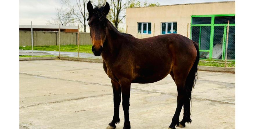 დაკარგული ცხენი თავშესაფარშია