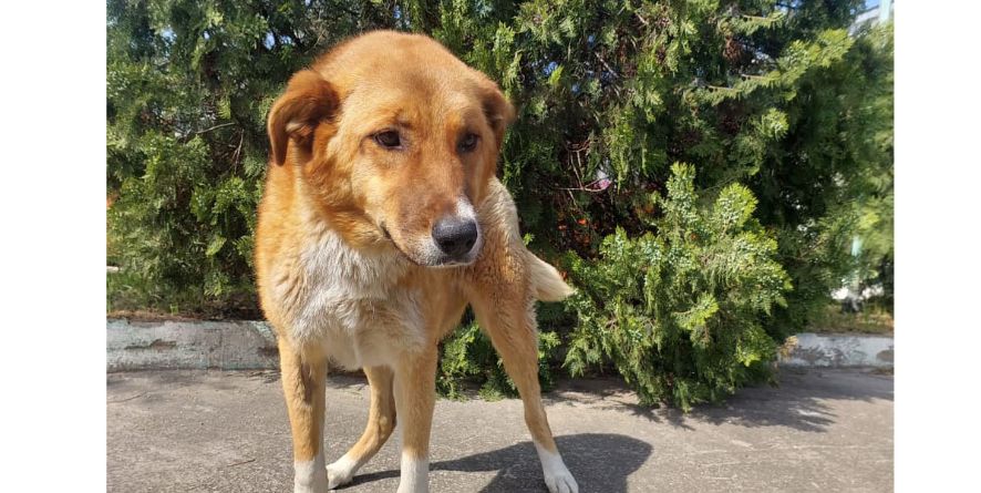 დაკარგული მეტისი თავშესაფარშია