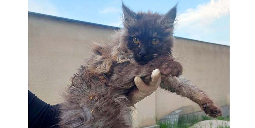 დაკარგული კატა თავშესაფარშია