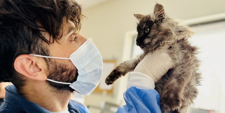 ფონიჭალიდან გადმოყვანილი ფისოს რეაბილიტაცია