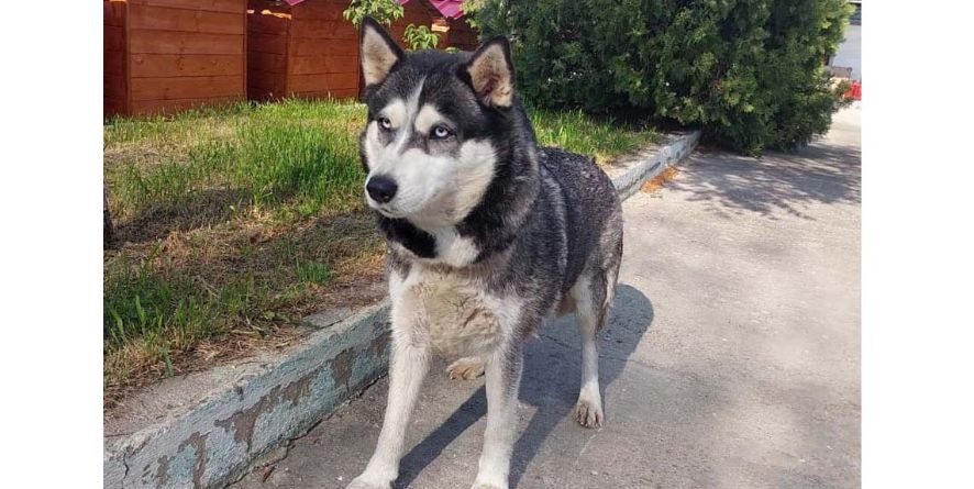 დაკარგული ჰასკი ან ჰასკის მეტისი 4 ლეკვით თავშესაფარშია
